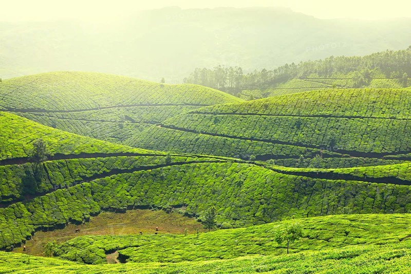 Tea plantations in morning fog. Munnar