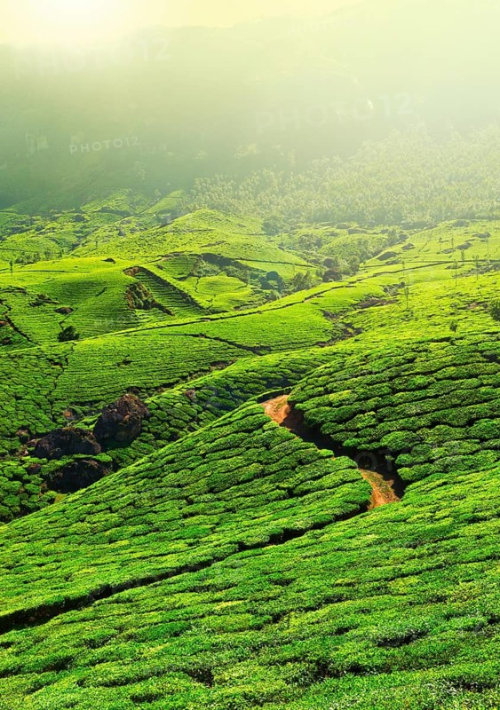 Tea plantations in morning fog. Munnar