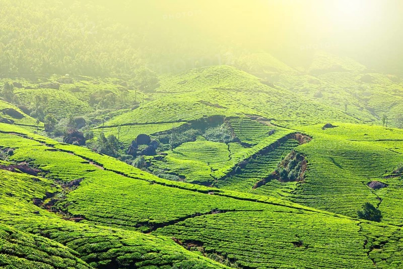 Tea plantations in morning fog. Munnar