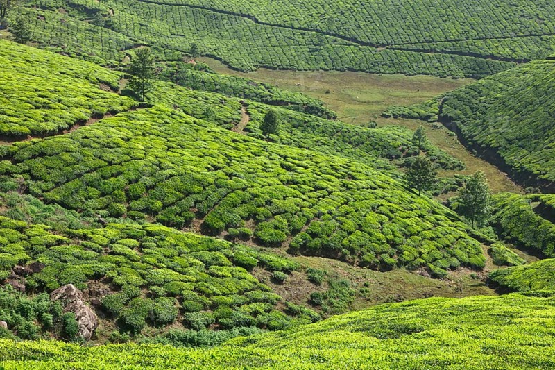 Tea plantations. Munnar