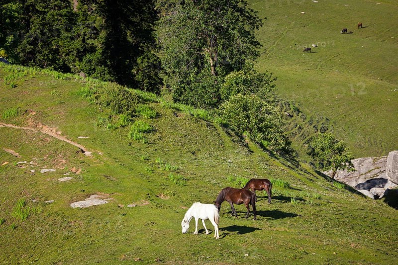 Horses grazing in Himalayas mountains. Kullu valley