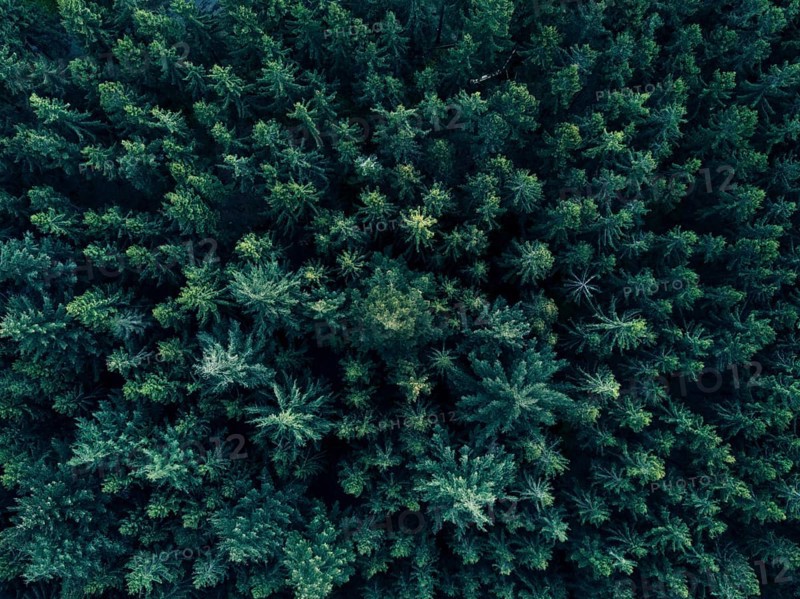 Aerial Overhead View of Tree tops in super rich dark green color shot in Germany HQ