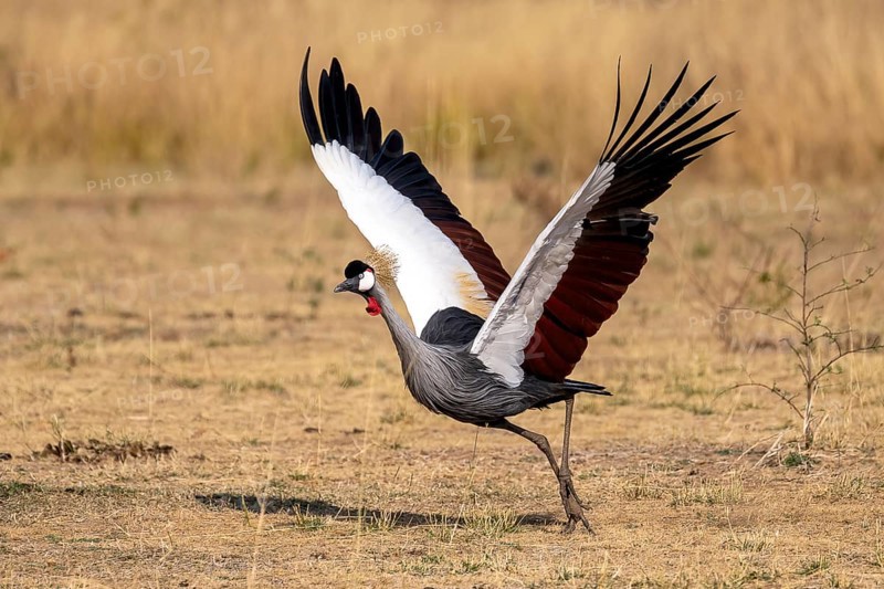 Black crowned crane