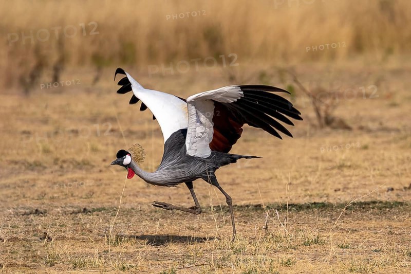 Black crowned crane