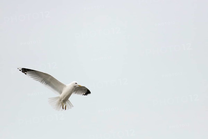 Common gull