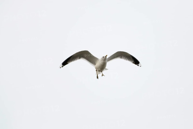 Common gull