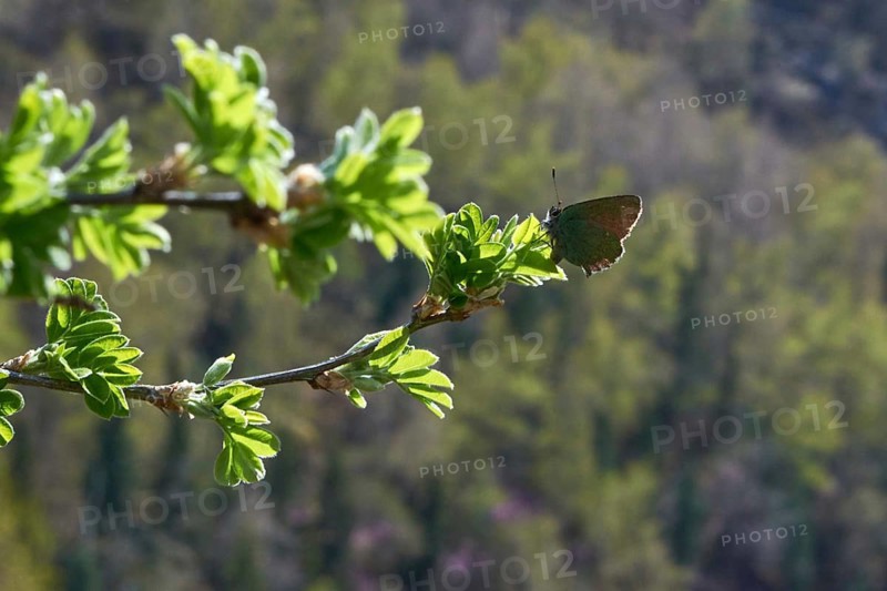 Green hairstreak on green leaves on a branch