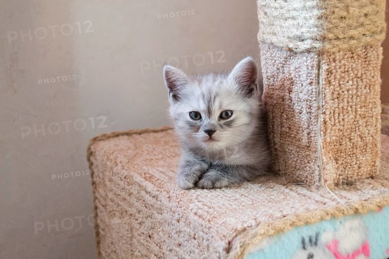 Cute striped british kitten lying on the cat house with hello kitty