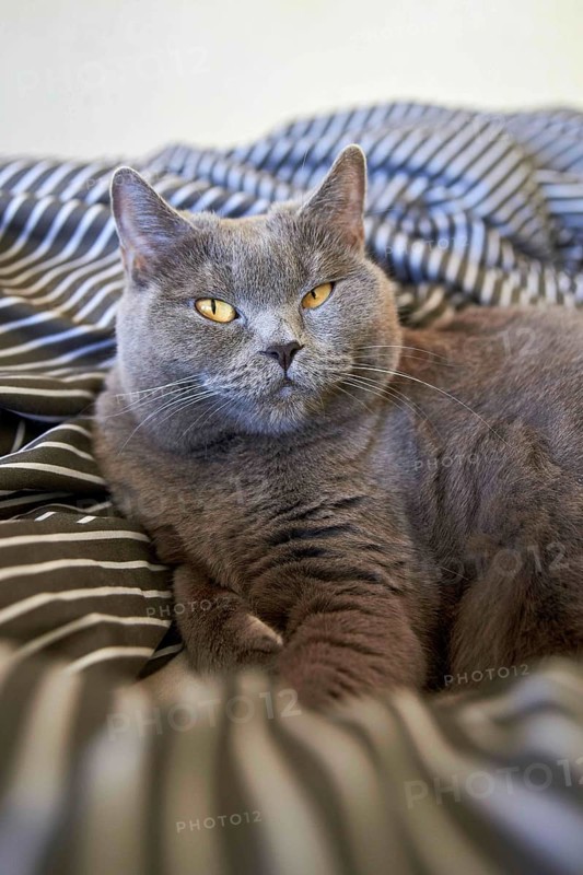 Cute gray british shorthair cat lies in bed. Funny pet settled down comfortably to sleep close up
