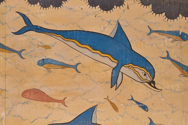 Single Dolphin