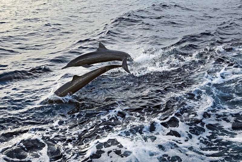Jumping dolphins