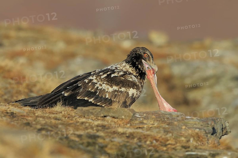 Young bearded vulture