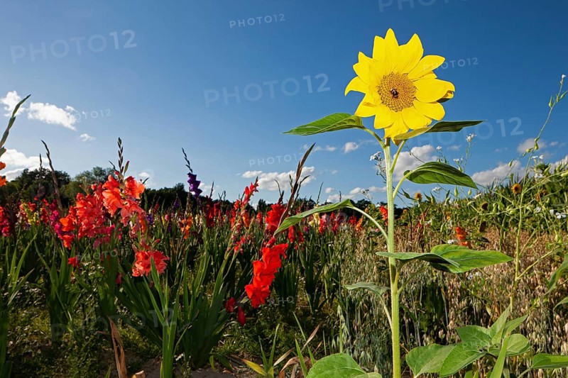 Sunflowers