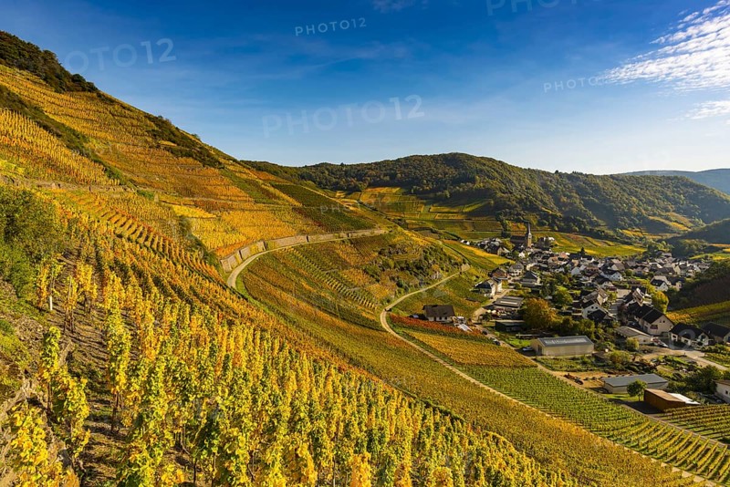 Vineyards in autumn