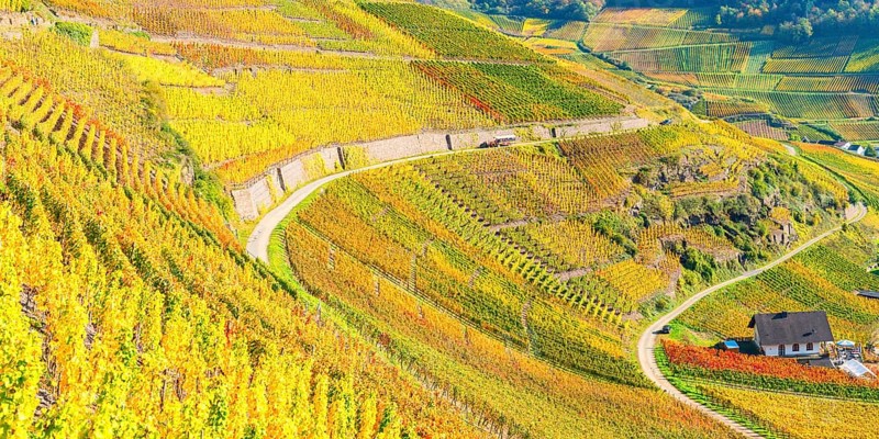 Vineyards in autumn