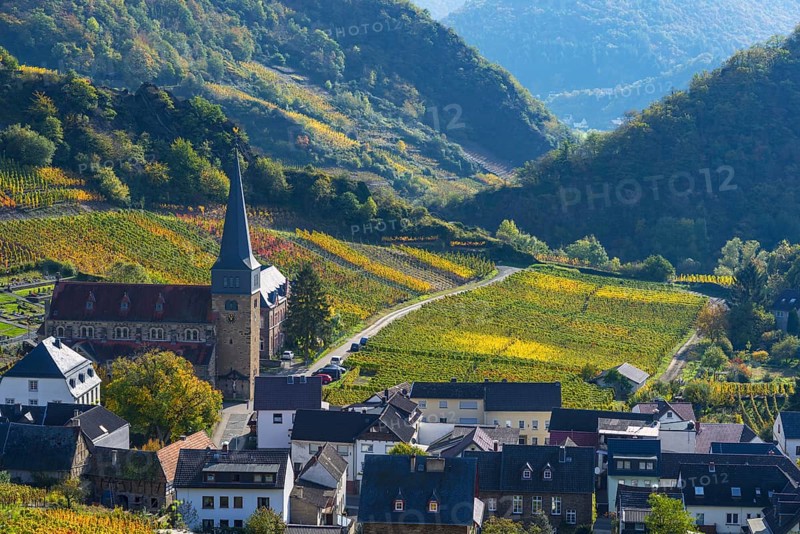 Vineyards in autumn