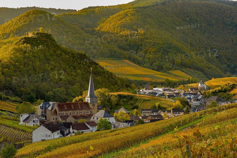 Vineyards in autumn