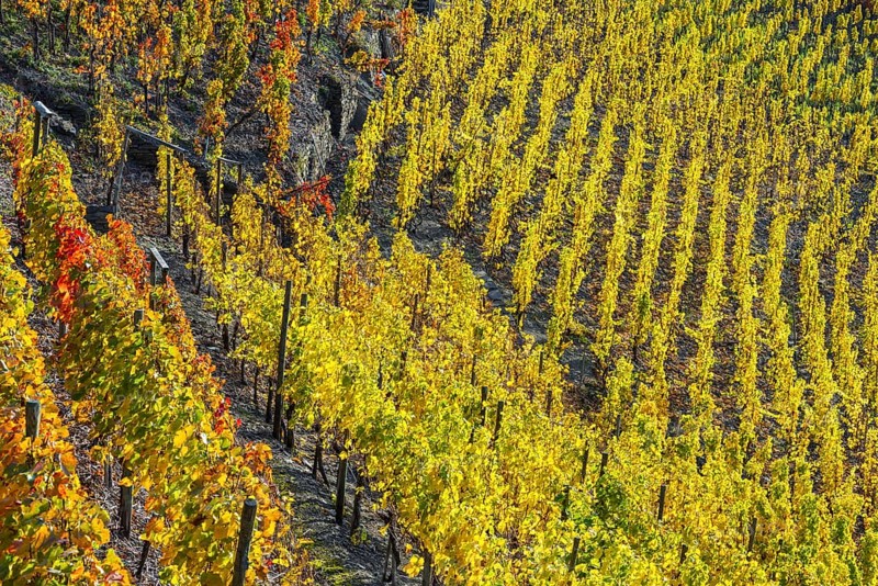 Vineyards in autumn