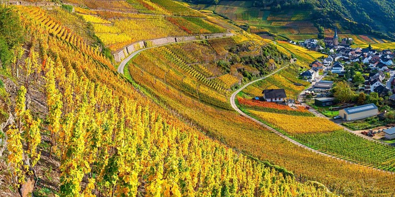 Vineyards in autumn