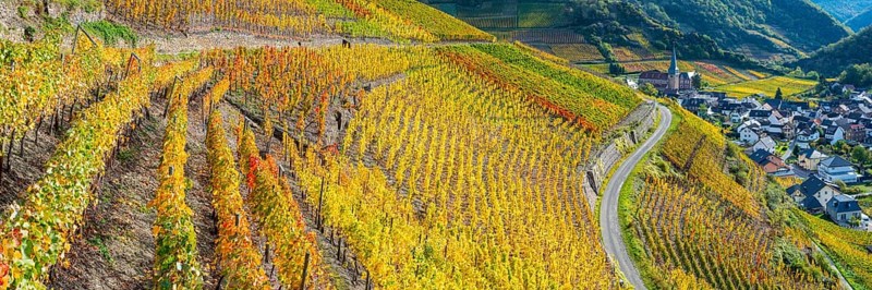 Vineyards in autumn