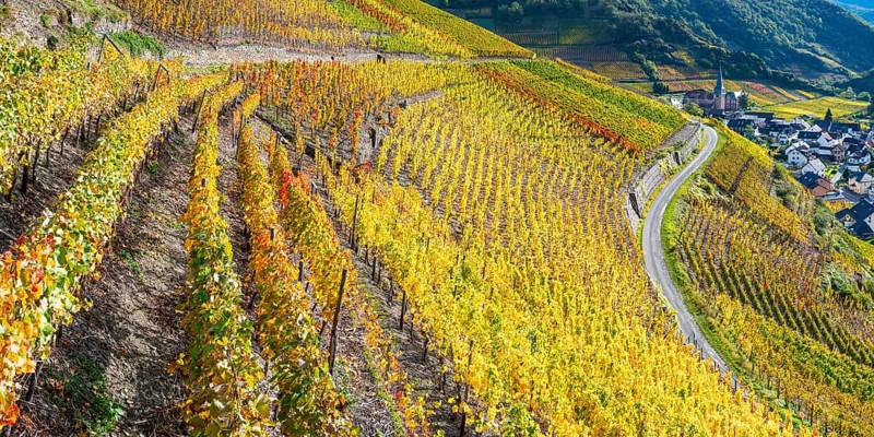 Vineyards in autumn