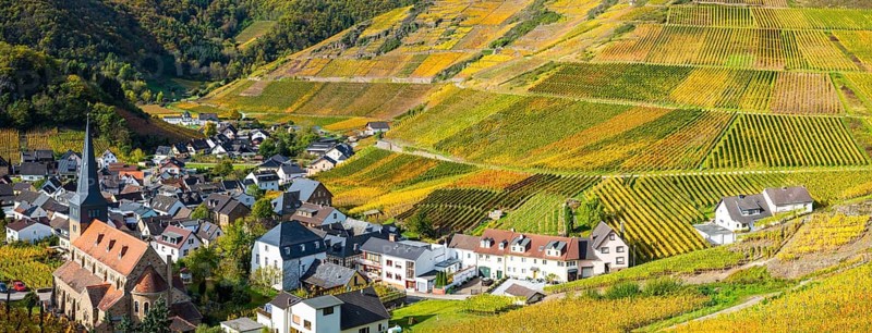 Vineyards in autumn