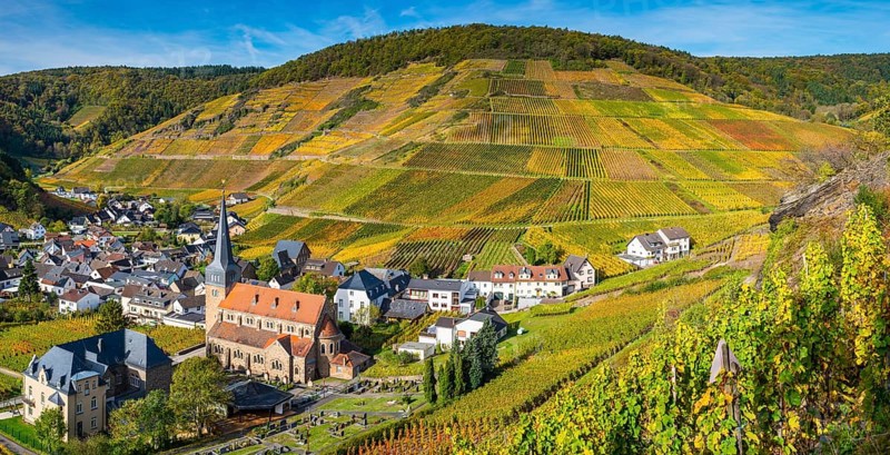 Vineyards in autumn