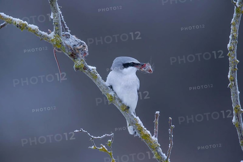 Great Grey Shrike