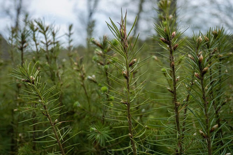 Pine seedlings for reforestation in the Hassberge mountains in Lower Franconia