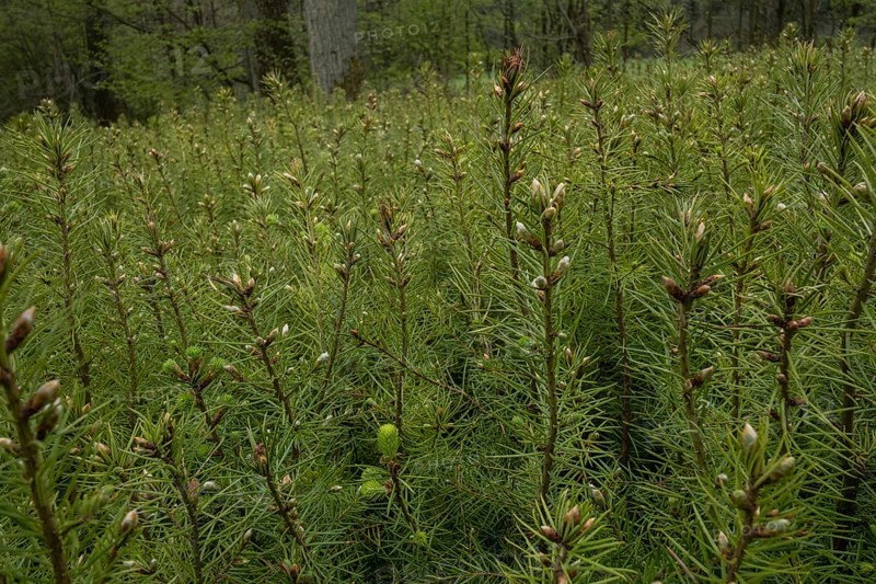 Pine seedlings for reforestation in the Hassberge mountains in Lower Franconia
