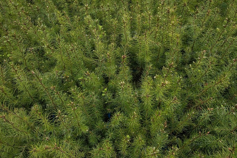 Pine seedlings for reforestation in the Hassberge mountains in Lower Franconia