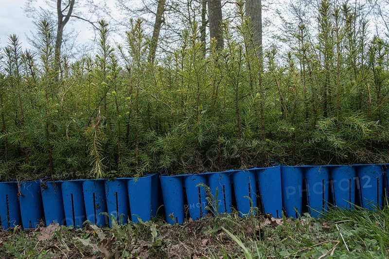 Pine seedlings for reforestation in the Hassberge mountains in Lower Franconia