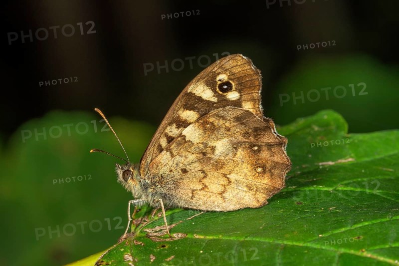 Speckled wood