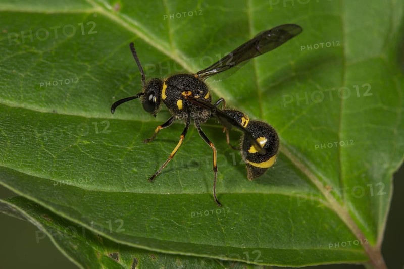 Potter wasp