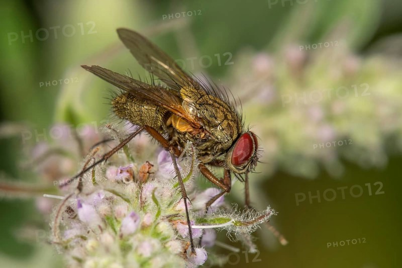 Angelica fly