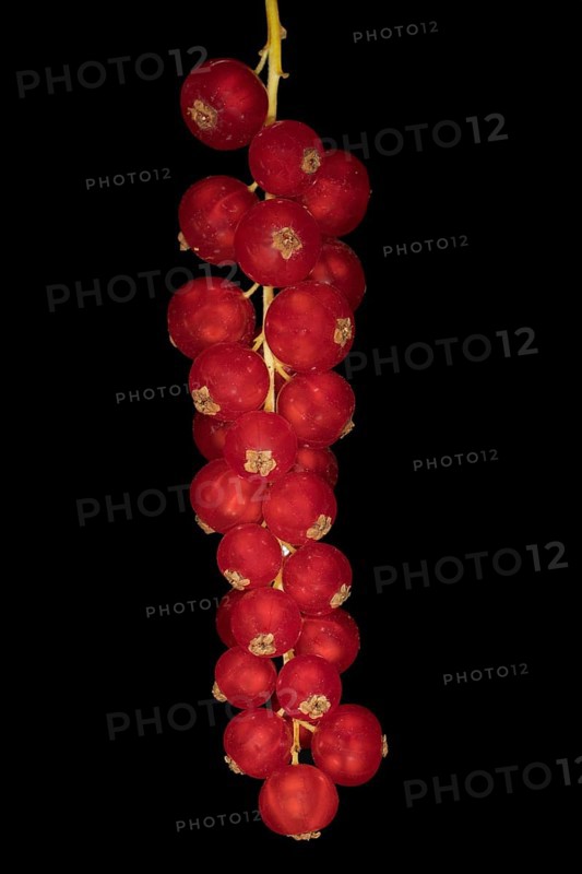 Redcurrants
