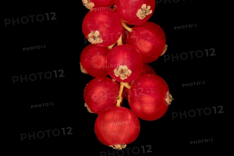 Redcurrants