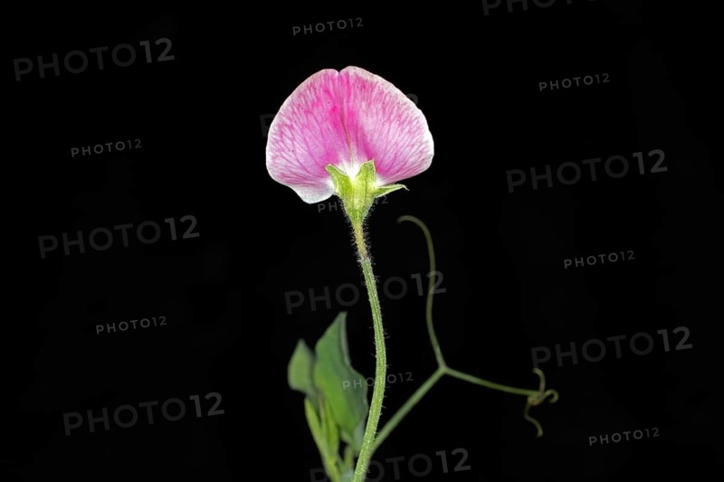 Pink flower of a perennial peavine