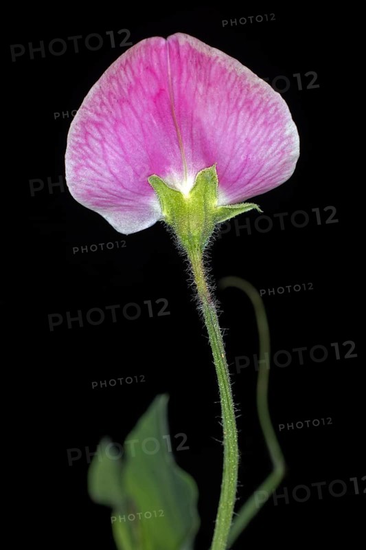 Pink flower of a perennial peavine