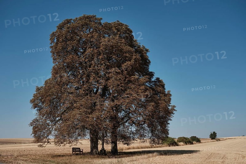 Chestnut trees suffer from drought near Hassfurt in Lower Franconia