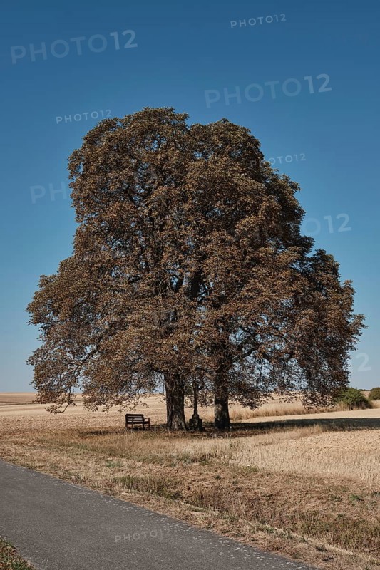 Chestnut trees suffer from drought near Hassfurt in Lower Franconia