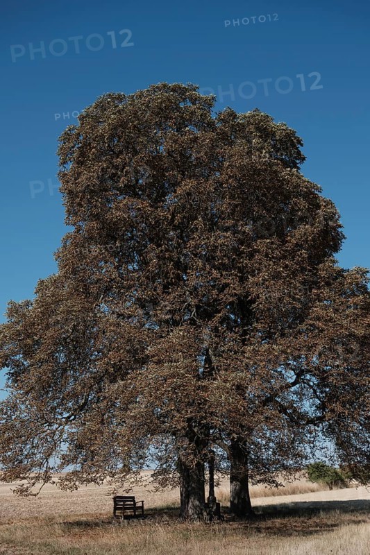 Chestnut trees suffer from drought near Hassfurt in Lower Franconia