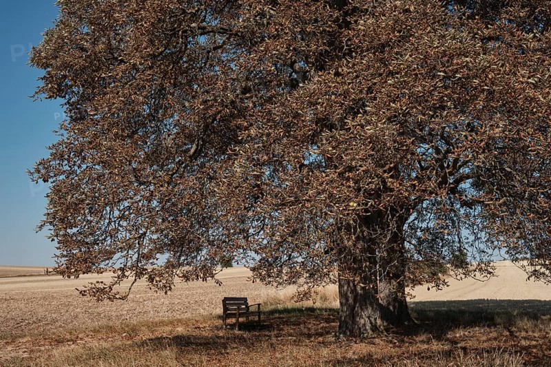 Chestnut trees suffer from drought near Hassfurt in Lower Franconia