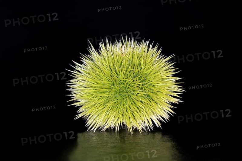 A still unripe sweet chestnut