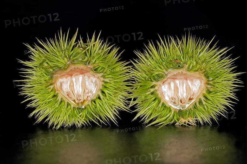 A halved unripe sweet chestnut