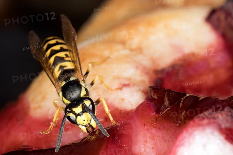 Wasps