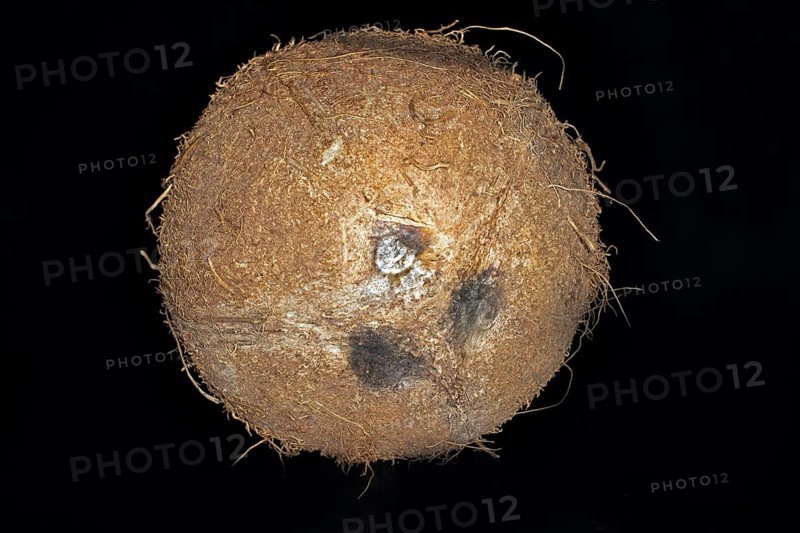 Whole unopened coconut palm