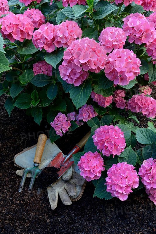 Flowering bigleaf hydrangea