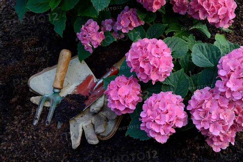 Flowering bigleaf hydrangea