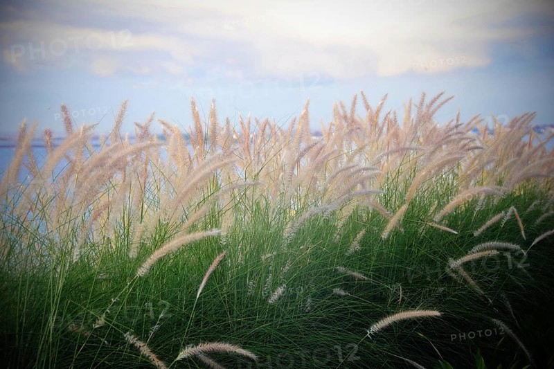 Feather grass by the sea in Bali